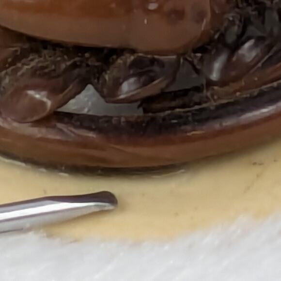 Marion Weeber 1.625" Carved Acorn Celluloid Button Glued to Cream Buckle Base - Picture 4 of 7